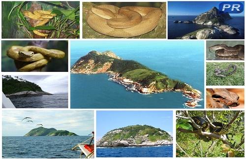 Đảo rắn Brazil - địa điểm du lịch kinh khủng nhất thế giới